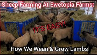 Sheep Farming At Ewetopia Farms: How We Wean \u0026 Grow Lambs |March 2022