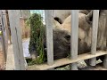 【よこはま動物園ズーラシア】角の上にエサが！なかなか食べれないヒガシクロサイ🦏のアキリ