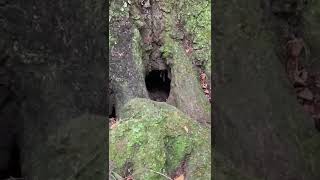 Oaktrees Fairies Gnomes