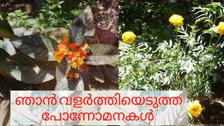 ഞാൻ നട്ടു വളർത്തിയ എന്റെ ചെടികൾplants malayalam vlog