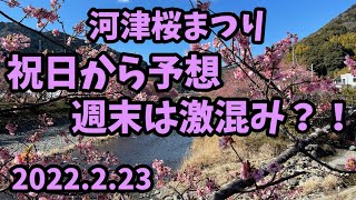 [ 2022 河津桜 ] 2月23日 祝日から予想 今週末は激混み 今日の河津桜まつり 河津桜開花速報 伊豆 河津町 ライブカメラ　観光PR大使