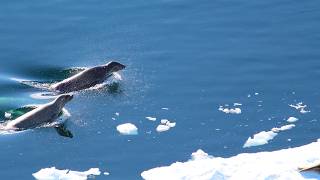 The Darker Side of Leopard Seals | Bad Natured | BBC Studios