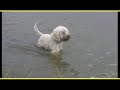 lagotto romagnolo trailer documentario