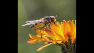 Bee or Hoverfly