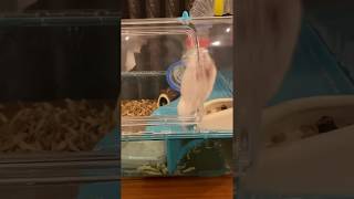 【ハムスター】おやつもっとちょうだい！Give me more snacks ！【hamster】