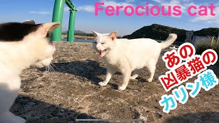 あの凶暴猫のカリン様が先に来た白黒ちゃんに威嚇する Ferocious cat