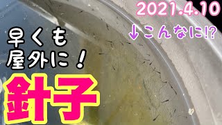 屋外バケツでメダカの針子が沢山⁉︎卵の採卵から早くも針子！2021/4/10 メダカ睡蓮ビオトープ