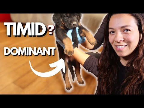 How difficult is it to have a litter of puppies?
