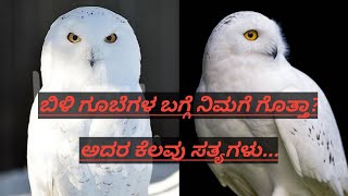 ಬಿಳಿ ಗೂಬೆಗಳ ಬಗ್ಗೆ ನಿಮಗೆ ಗೊತ್ತಾ? ಆದರ ಕೆಲವು ಸತ್ಯಗಳು../born facts kannada/2021