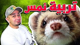 طريقة تربية النمس وكل شي بتحتاجه للعناية فيه - Ferret Care Routine