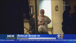 Bobcat Breaks In To Brentwood Home