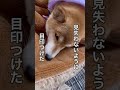 【柴犬】3秒で見つけたら優勝。毛布に柴犬がいます。【毛布と同化した柴犬】