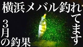 【釣れない釣り動画#２５】横浜港湾メバルの主釣り、３月の釣果。前編。