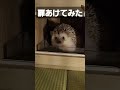 扉あけてみた hedgehog cute animals かわいい 癒し ハリネズミ 고슴도치 hedgehoglover アナ雪 扉あけて はりねずみのいる暮らし