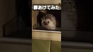 扉あけてみた#hedgehog #cute #animals #かわいい #癒し #ハリネズミ#고슴도치#hedgehoglover#アナ雪 #扉あけて#はりねずみのいる暮らし