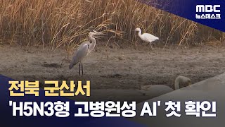 군산 야생조류 분변서 국내 첫 H5N3형 '고병원성 AI' 확인 (2024.10.12/뉴스데스크/MBC)