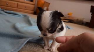 チワワ 子犬 chihuahua puppy