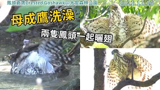 20211216 母成鷹洗澡~兩隻鳳頭一起曬翅！【大安森林公園鳳頭蒼鷹Crested Goshawk】