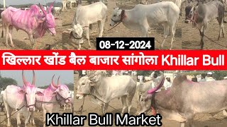 खिल्लार खोंड बैल बाजार सांगोला / Khillar Bull market Sangola / चालू बाजारभाव 8 डिसेंबर 2024