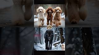 Demon Wolf vs 10 Mighty Dogs – Rottweiler, Poodle, Boxer and More!