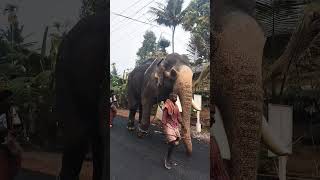 Bastin Vinya Sundar#elephant#love#ബാസ്റ്റിൻ വിനയസുന്ദർ