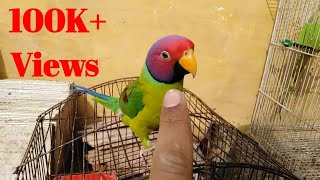 Talking Plum Headed Parrot | Talking Parrot | Talking Parakeet | Tamed Parrot