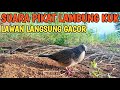 SUARA PIKAT TEKUKUR LAMBUNG KUK PAGI HARI MEMBUAT LAWAN IKUTAN GACOR