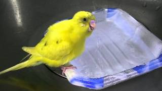 セキセイインコちろちゃん　水浴び