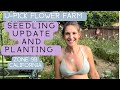 Planting the u-pick flower farm: seedling update #zone9b #flowerfarm #cutflowers