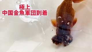 スペシャルな中国金魚が大量入荷！【土浦観賞魚さん】