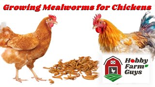 Growing Mealworms to Feed to Chickens and Other Poultry