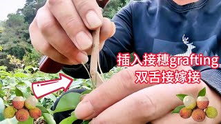 荔枝果樹嫁接技巧，30秒教你學會果樹嫁接技術，此操作過程簡單易學Lychee fruit tree grafting techniques, teach you how to graft fruit