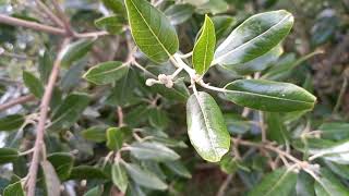 Evergreen Oak: A Majestic Tree with Year-round Beauty and Significance