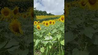 #三ノ倉高原菜の花畑 in #Fukushima is currently celebrating this year’s #sunflower fest.