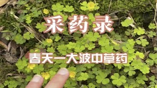 【采药录】春天踏青，一大波中草药快速识别！