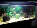 acuario 240 litros