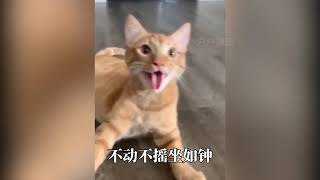 中国功夫猫