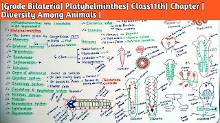 |Grade Bilateria|Phylum Platyhelminthes| Class11th| Chapter |Diversity Among Animals |