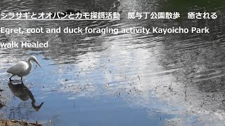 シラサギとオオバンとカモ採餌活動　駕与丁公園散歩　癒されるEgret, coot and duck foraging activity Kayoicho Park walk Healed＃癒し＃自然