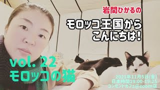 【モロッコの猫】岩間ひかるのモロッコ王国からこんにちは！／岩間ひかる