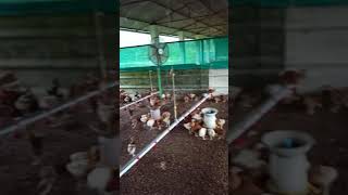 bv 380 hen available in kannur... please contact 974450786... 7012955154