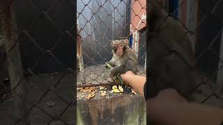 Angry monkey 👿 #animals #angry