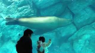 宮島水族館 　ペンギン・トド　penguin ＆ steller's sea lion