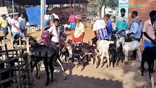 பாவூர்சத்திரம் ஆட்டுச் சந்தை|| Pavoorchatram goat market | tenkasi 2022| rajahaji pet' tamil