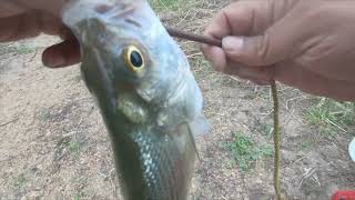 How To Catch White Bass With a Rosster Tail 2025!!