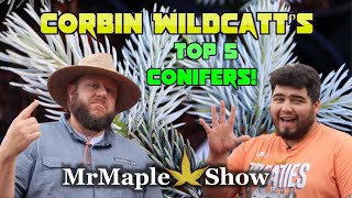 Corbin Wildcatt’s Top 5 Conifers for Your Garden and Landscape Design