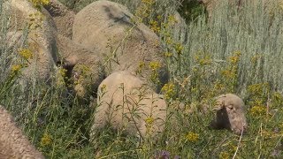 Controlling Leafy Spurge with Sheep on Tippet Rise Ranch