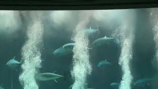 葛西臨海水族園 クロマグロ(本マグロ) イベント12:00