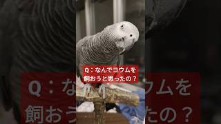 どうしてヨウムを飼ってるの？