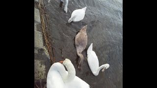 ヒナ３羽親子メス親遊び相手強要　20150816　手賀川浅間橋上流のハクチョウ白鳥スワンSWANS